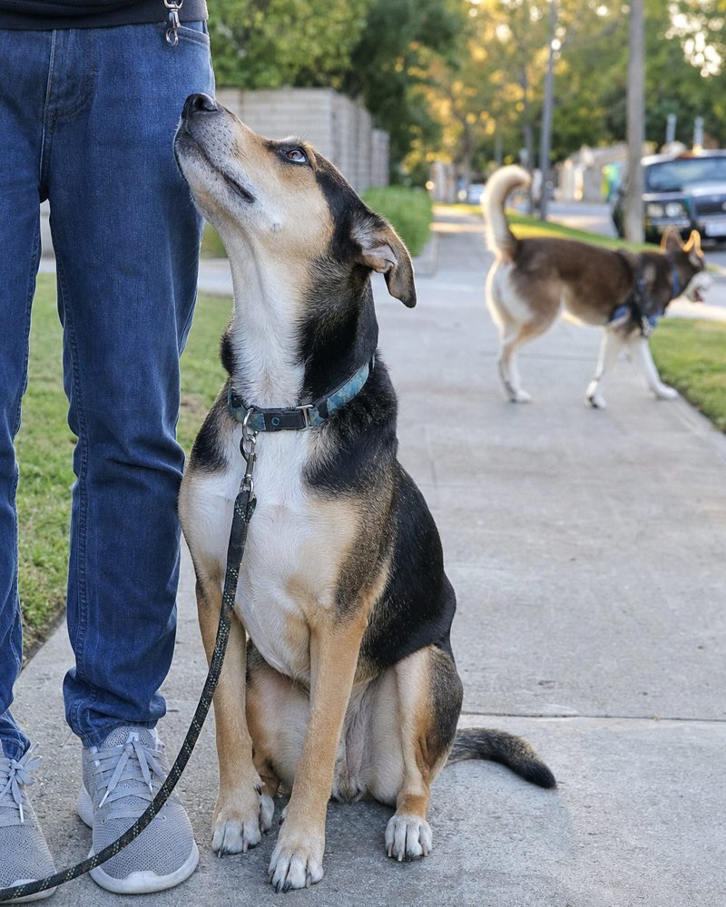 A calm dog sitting next to its owner on a walk